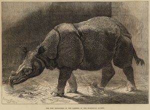 動物学協会の庭園の新サイ（エングレーヴィング） 作： English School