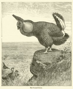 Pinnated Grouse (carving) 作： English School
