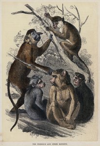 The Proboscis and Other Monkeys (coloured engraving) 作： English School