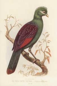 パープル・クレステッド・コリテックス、Corythaix Macrorhynchus（カラー・リソ） 作： English School