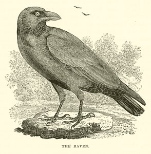 The Raven (エングレービング) 作： English School