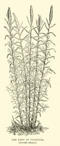パレスチナの葦、Arundo donax