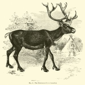 トナカイ、Cervus tarandus