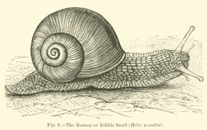 ローマまたはカタツムリ（Helix pomatia） 作： English School