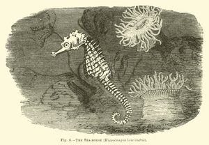 タツノオトシゴ、Hippocampus brevirostris 作： English School