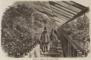 The Show of Camellias at the Vauxhall Nursery (Engraving) 作： English School