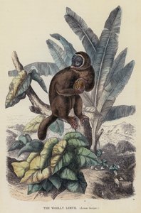 ウーパールーパー（Lemur laniger）（彩色済み彫刻 作： English School