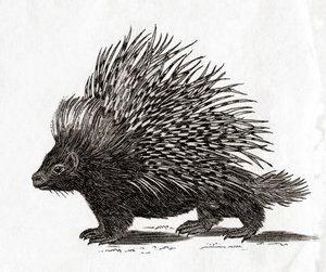 トサカヤマアラシ（Hystrix cristata）、18世紀の版画（エングレーヴィング）より