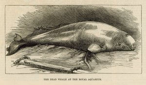 王立水族館で死んだクジラ 作： English School