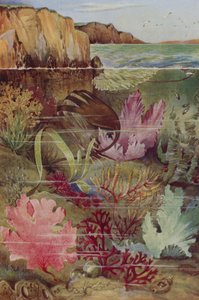 アンダーワールドの海の華やかさ 作： English School