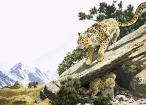 ユキヒョウ