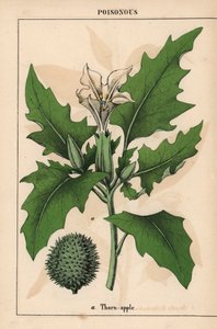 白い花ととげのある果実を持つとげのあるリンゴ。   、「教育的な絵本、または野菜の世界からの教訓」[シャーロット・メアリー・ヤング]、エジンバラより
