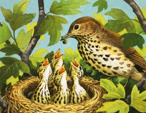 ツグミとヒナ