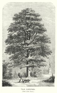 Tilia Europaea, The Lime Tree (エングレービング) 作： English School