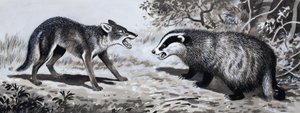 歯と爪：戦闘中の動物 作： English School
