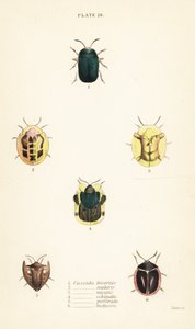 カメムシ類：Omocerus bicornis 1、Cassida scalaris 2、Cassida micans 3、Cassida echinata 4、Cassida perforata 5、Cassida luctuosa 6 作： English School