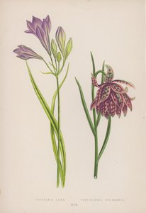 Triteleia Laxa; Fritillaria Meleagris (カラーリトグラフ) 作： English School