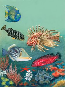 熱帯魚 作： English School
