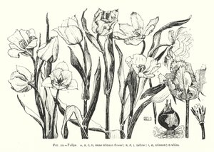 チューリップ；同じ深紅色の花；黄色；深紅色；白(彫刻)