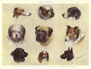 イギリスの犬の種類