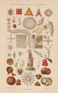 顕微鏡でグレガリン目、多索動物、有孔虫、回転虫など（カラーリトグラフ） 作： English School