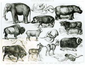 Ungulataまたは有蹄動物 作： English School