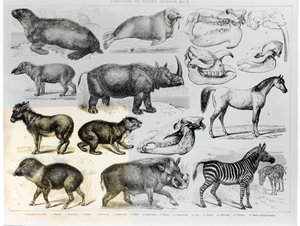Ungulataまたは有蹄動物 作： English School