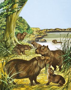 プールで正体不明の動物 作： English School