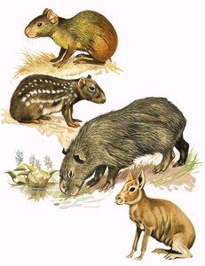正体不明の動物のモンタージュ 作： English School