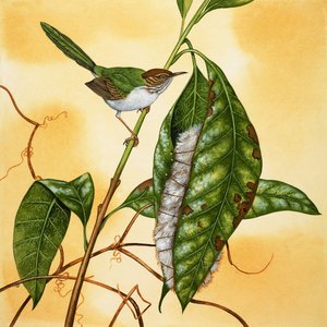 正体不明の鳥