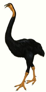 未確認の鳥、おそらくモア