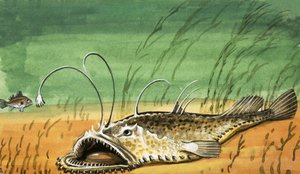 正体不明の魚
