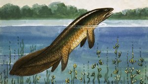 正体不明の魚