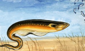 正体不明の魚 作： English School