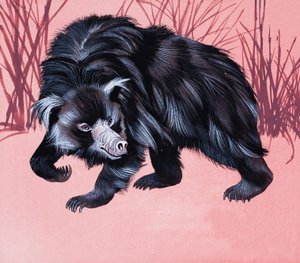 正体不明の毛皮のような動物 作： English School
