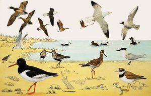正体不明の海鳥のモンタージュ