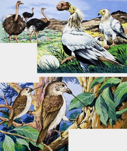 鳥の珍しい食習慣 作： English School
