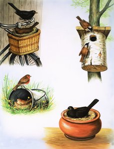 珍しい巣
