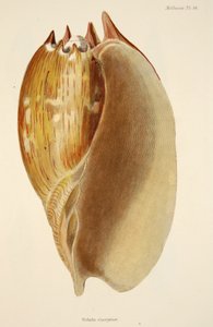 パブ、The MolluscaとRadiataのVeluta Georgina。 1833（手描きの彫刻） 作： English School