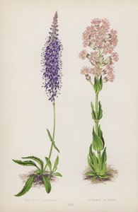 Veronica Spicata; Lychnis Alpina (カラーリトグラフ) 作： English School