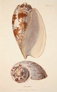 Voluta Miltonis、パブ。 1833年の手彩色彫刻。 作： English School