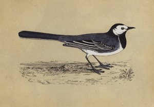 Wagtail（カラーリトグラフ 作： English School