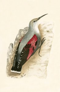 ウォールクリーパー、チャールズロバートブリー（1811-86）による「イギリス諸島では観察されなかったヨーロッパの鳥の歴史」の図解、1867年発行