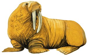 セイウチ