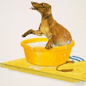 犬を洗う 作： English School