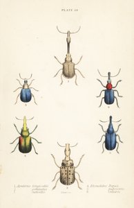 ゾウムシ：Attelabus longicollis 1、Attelabus gemmatus 2、Attelabus ruficollis 3、Byctiscus populi 4、Rhycnhites pubescens 5、Rhynchites collaris 6 作： English School