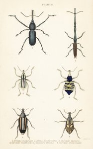 ゾウムシ：Brentus ancharago 1、Rhina barbirostris 2、Curculio cuviera 3、Eupholus geoffroyi 4、Larinus ursus 5、Curculio sphacelatus 6 作： English School