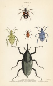 ゾウムシやカブトムシCurculio latreillii 1、Curculio sexdecempunctatus 2、Trichaptus mutillarius 3、Pissodes castaneus 4、Calandra heros 5 作： English School