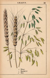 小麦、ひげを生やした小麦、オート麦。  、「教育的な絵本、または野菜の世界からの教訓」[シャーロット・メアリー・ヤング]、エジンバラより