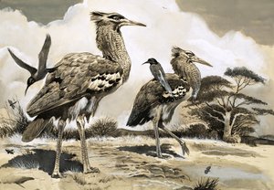 ハチクイが食事を探しているとき、大型のコリクイドリの背中に乗る
